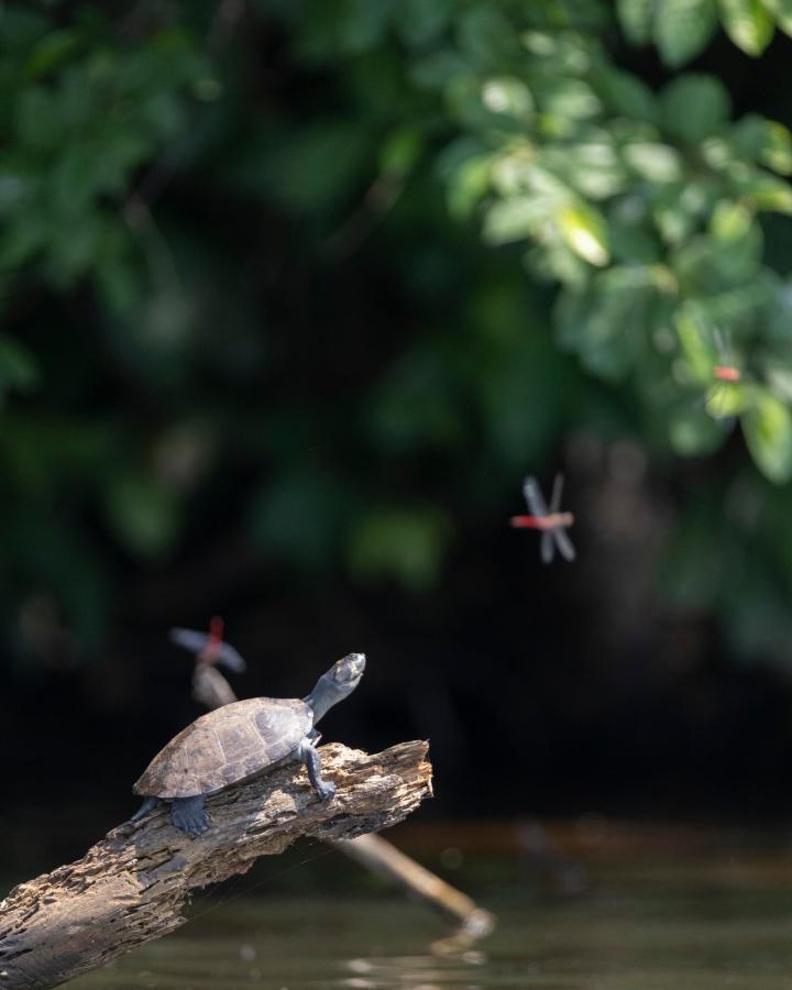 Tortue de rivière à tâches jaunes prenant le soleil. Tambopata, Madre de Dios, Pérou.