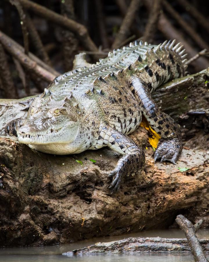 Crocodile américain (Crocodylus acutus)