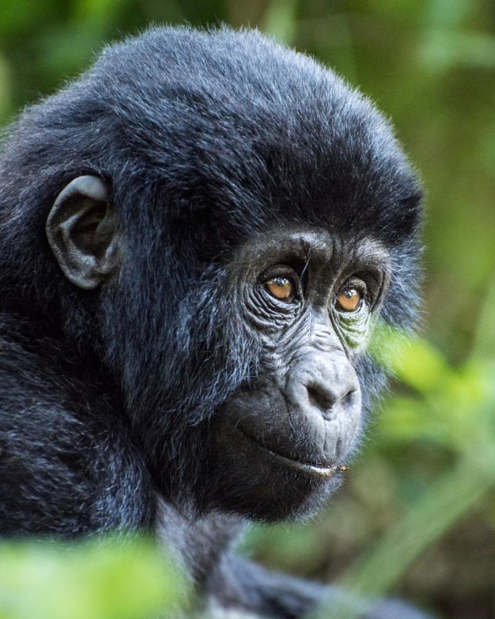 Gorille de montagne infantile (Gorilla beringei beringei)