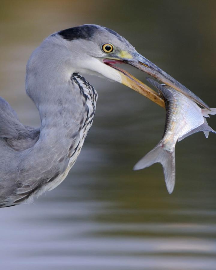 Héron cendré (Ardea cinerea) avec un poisson dans le bec