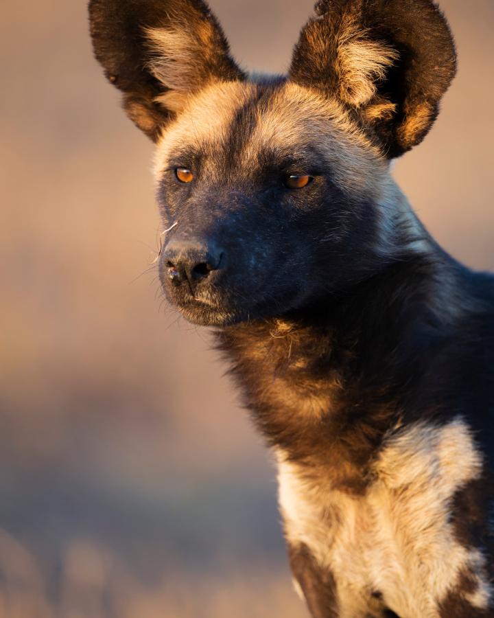Portrait de chien sauvage d'Afrique (Lycaon pictus).