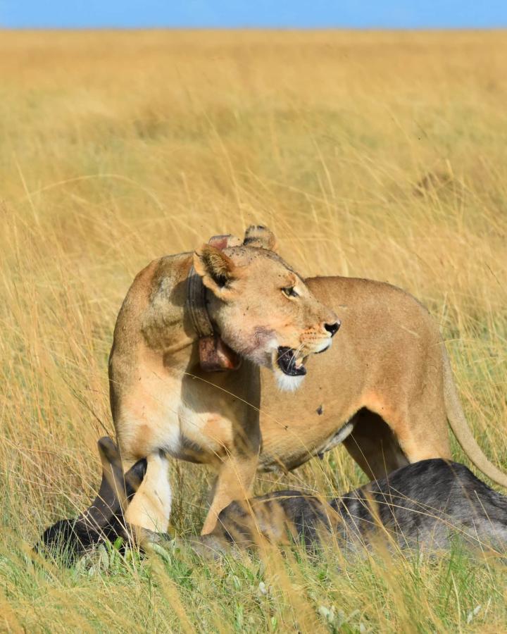 Lionne (Panthera leo) avec un gnou (Connochaetes taurinus) tué dans le parc national des plaines de Liuwa. 