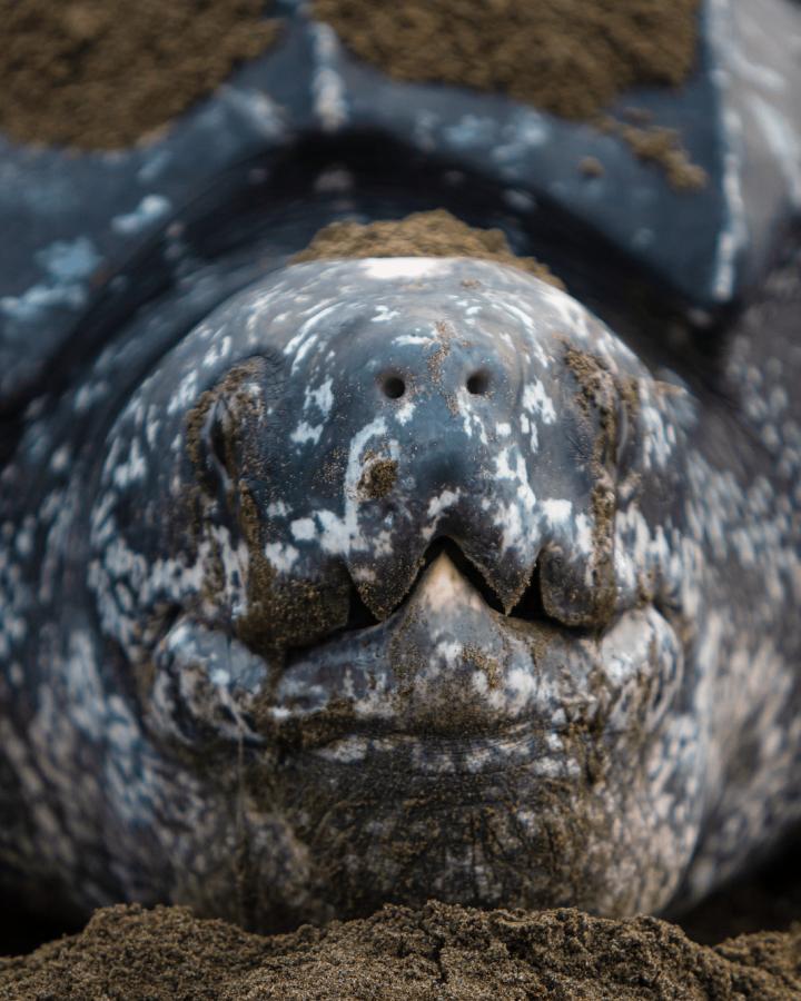 Tortue Luth