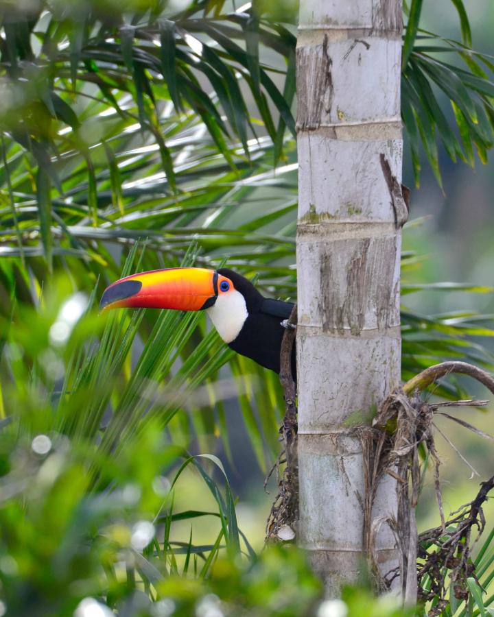 Toucan (Toco Toucan), Brésil
