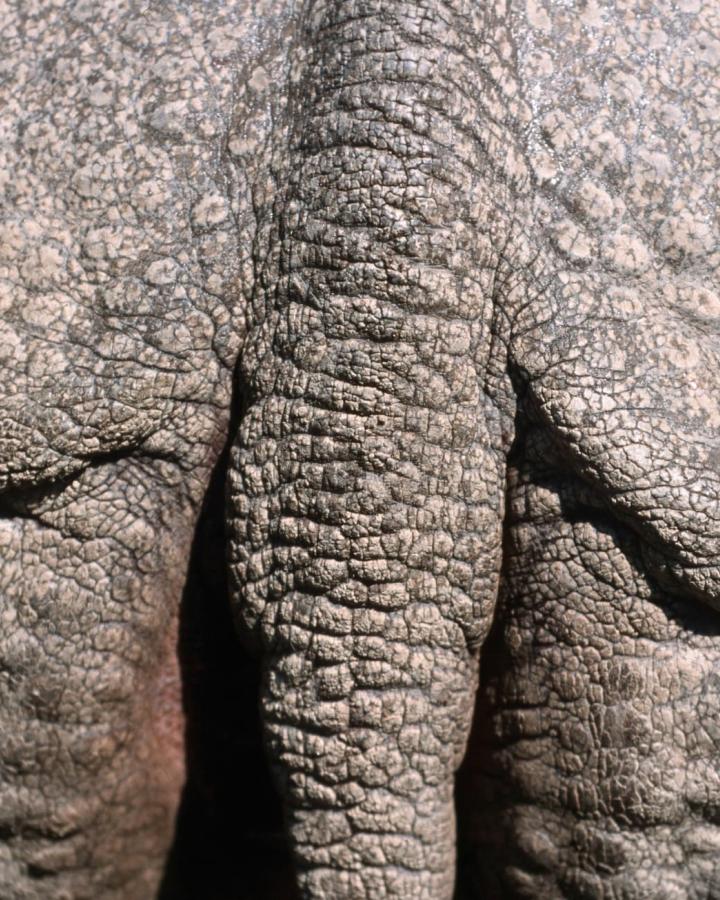 Un rhinocéros d'Asie (Rhinoceros unicornis)