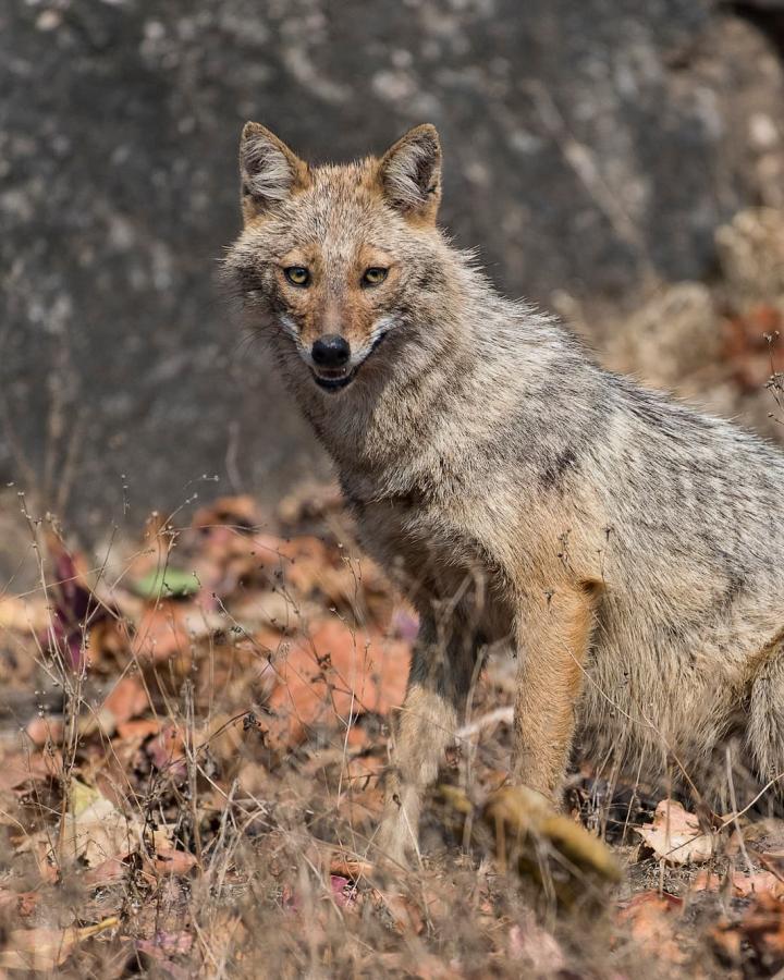 Chacal doré (Canis aureus)