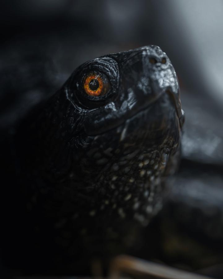 Cistude ou Tortue de Brenne (Emys orbicularis)