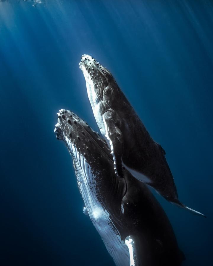 Deux baleines à bosse nageant vers la surface