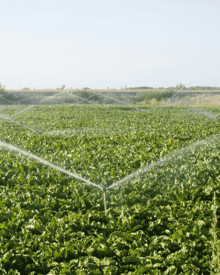 Irrigation champs agriculture