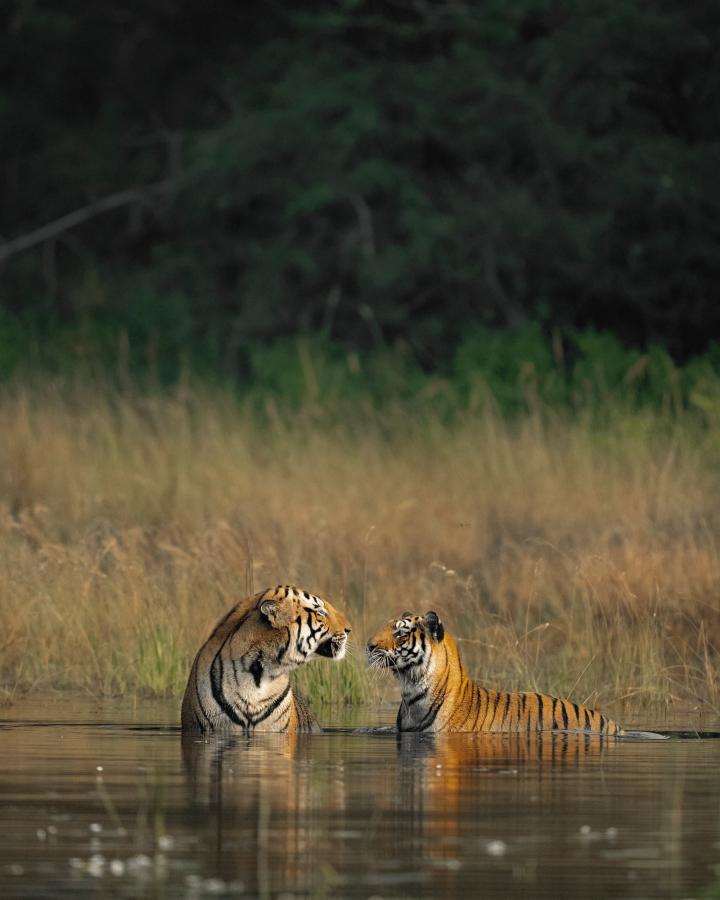 Deux tigres sauvages (Panthera tigris) assis dans l'eau dans le parc national de Bandhavgarh, en Inde.