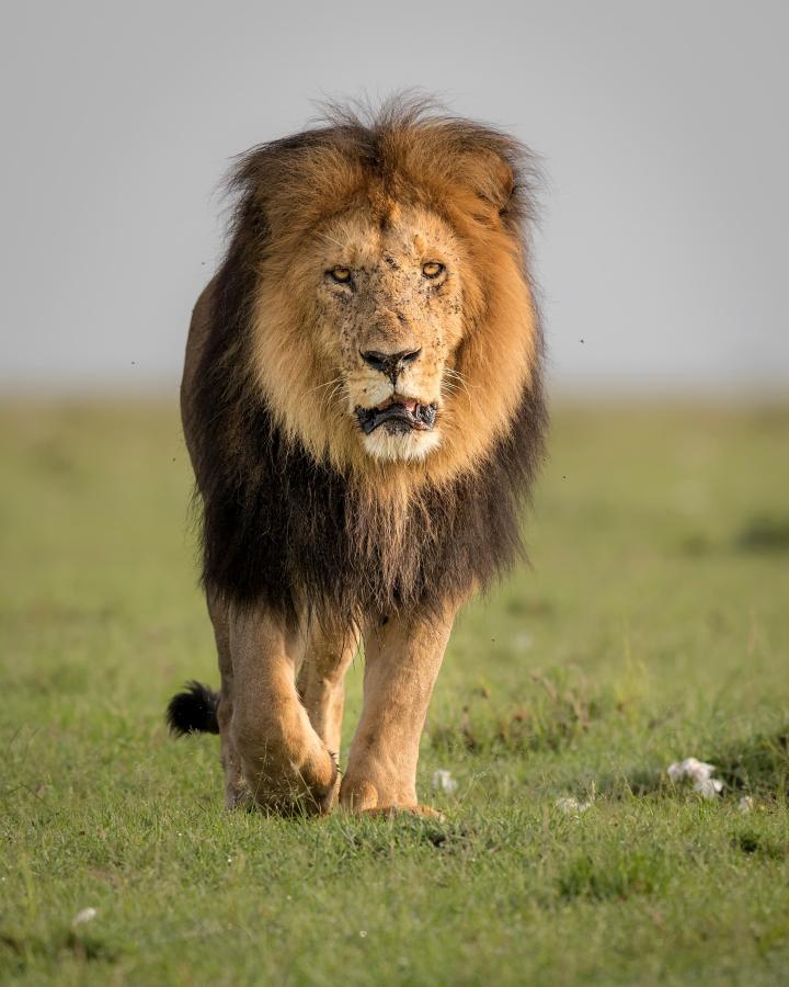 Lion mâle (Panthera Leo)