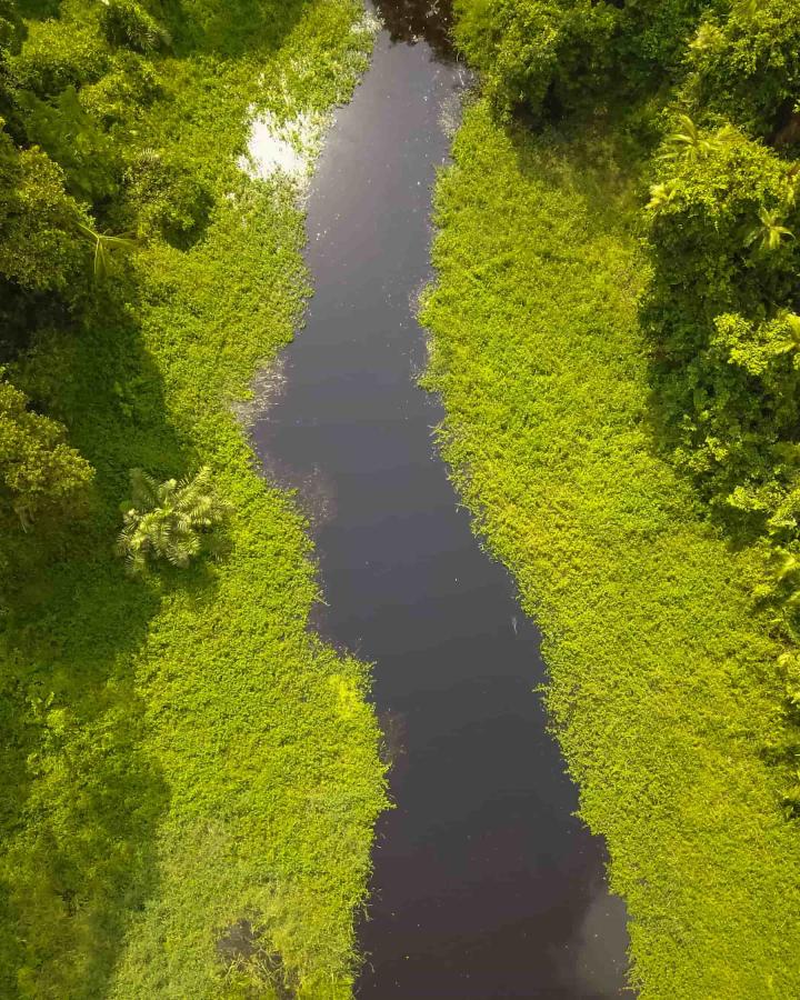 Parc national de Ntokou-Pikounda.