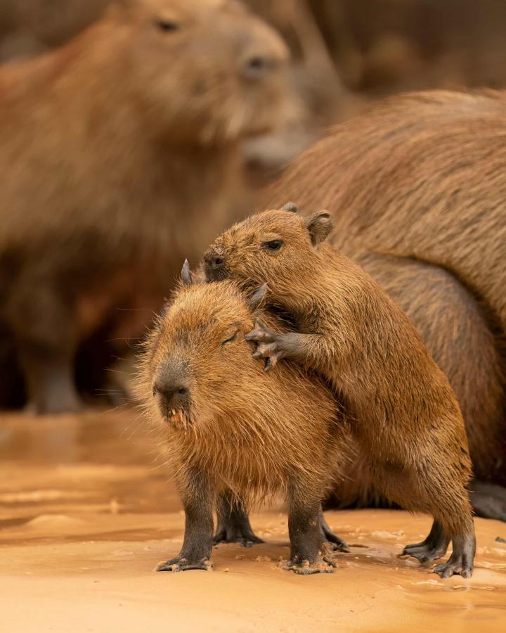 Capybara (Hydrochoerus hydrochaeris),Pantanal.
