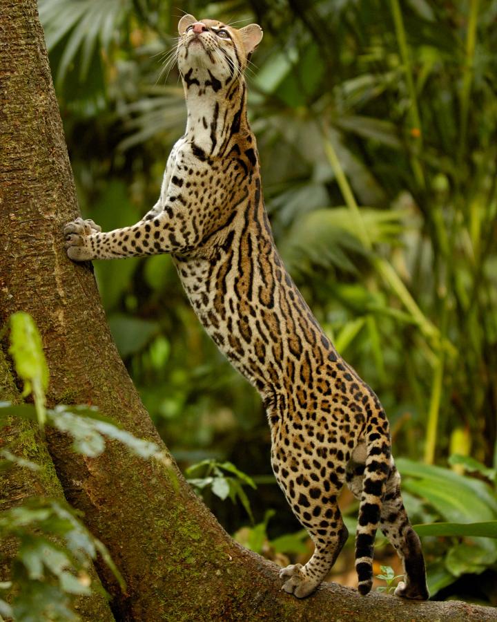 Ocelot (Felis / Leopardus pardalis) Amazonie