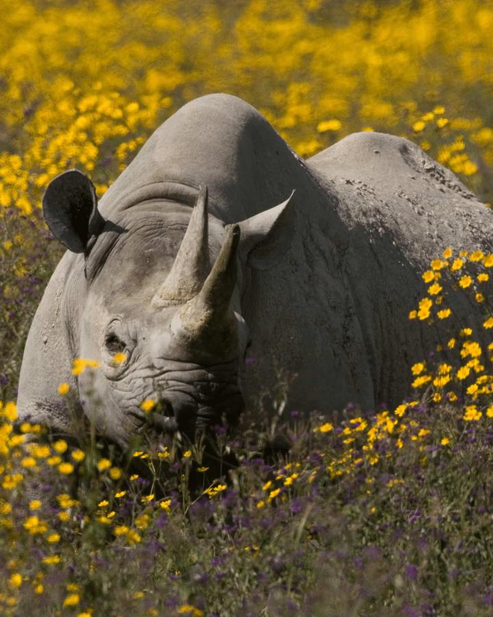 Rhinocéros noir (Diceros bicornis) dans le cratère du Ngorongoro, en Tanzanie.