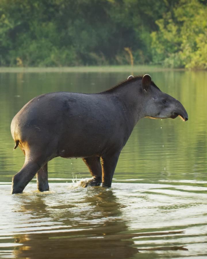 Tapir d'Amérique du Sud (Tapirus terrestris), Tocantins, Brésil
