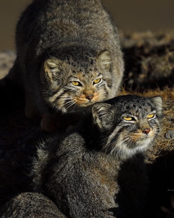 Deux Chat Pallas (Otocolobus manul)
