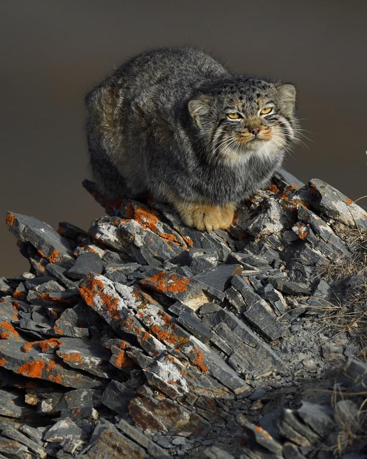 Le chat de Pallas (Otocolobus manul), également appelé le manul, assis sur un rocher sur le plateau tibétain à 5000 m d'altitude