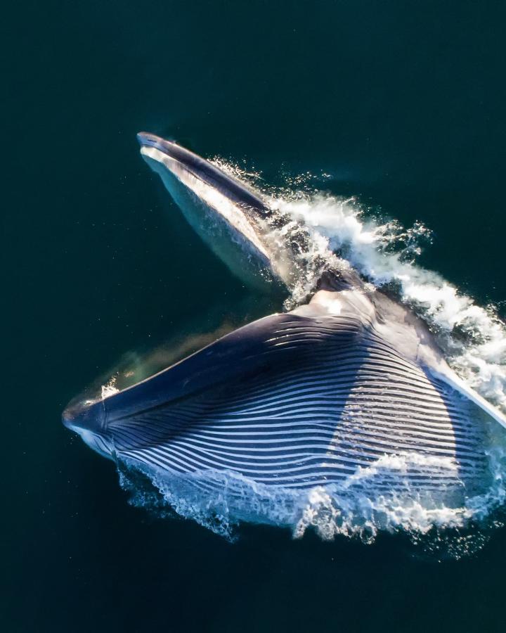 Vue aérienne d'un rorqual commun (Balaenoptera physalus) qui s'alimente à l'aide de ses fanons