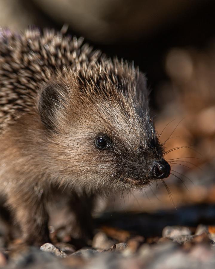 Hérisson d’Europe (Erinaceus europaeus), juvénile curieux