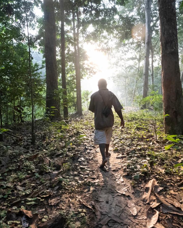 Ouest dans la forêt, réserve spéciale de Dzanga-Sangha, République centrafricaine