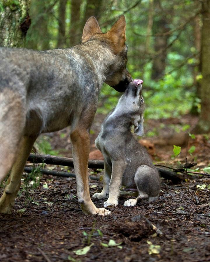 Loups gris (Canis lupus) 