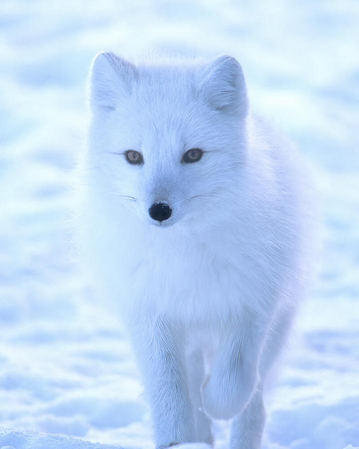 Renard d'Arctique (Alopex lagopus)