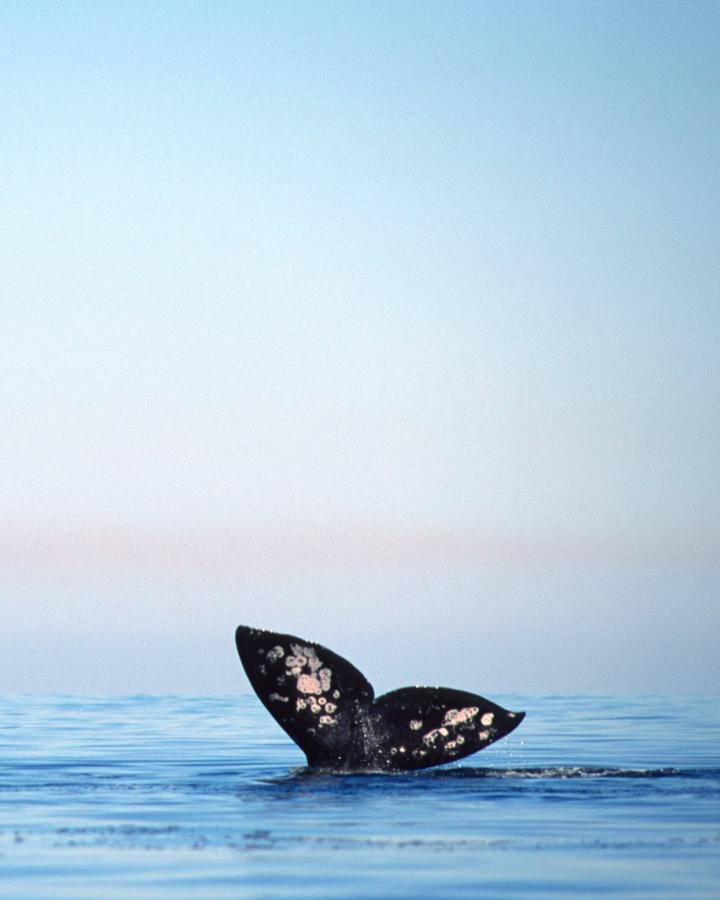 Baleine grise (Eschrichtius robustus) 