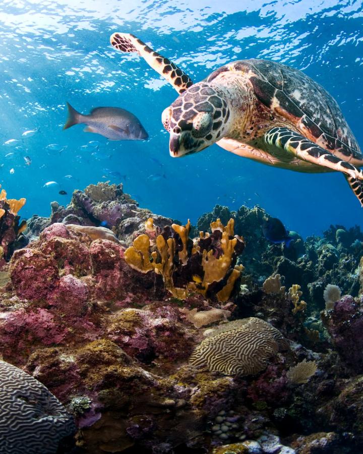 Tortue imbriquée (Eretmochelys imbricata). Roatán, Îles de la Baie, Honduras, Amérique centrale.
