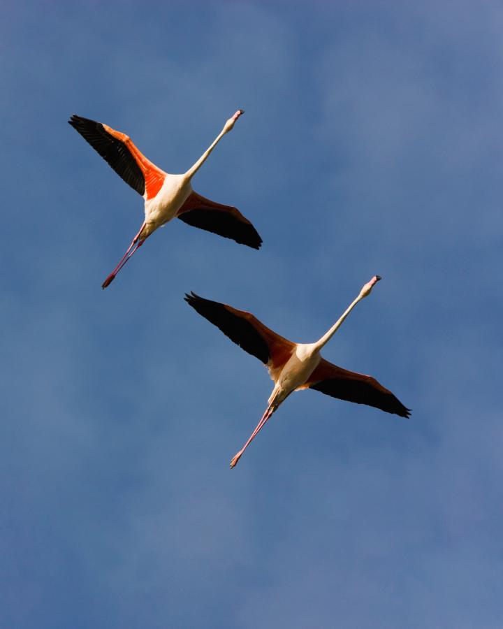 Flamants roses en vol (Phœnicopterus roseus)