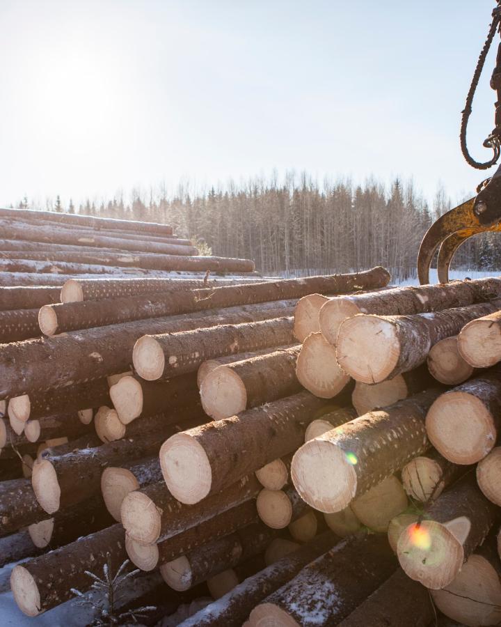 Bois provenant d'une forêt sylvicole, Finlande