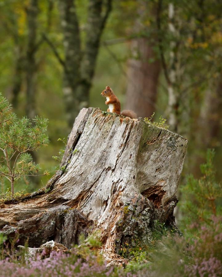 Écureuil roux (Sciurus vulgaris) dans les bois, Écosse