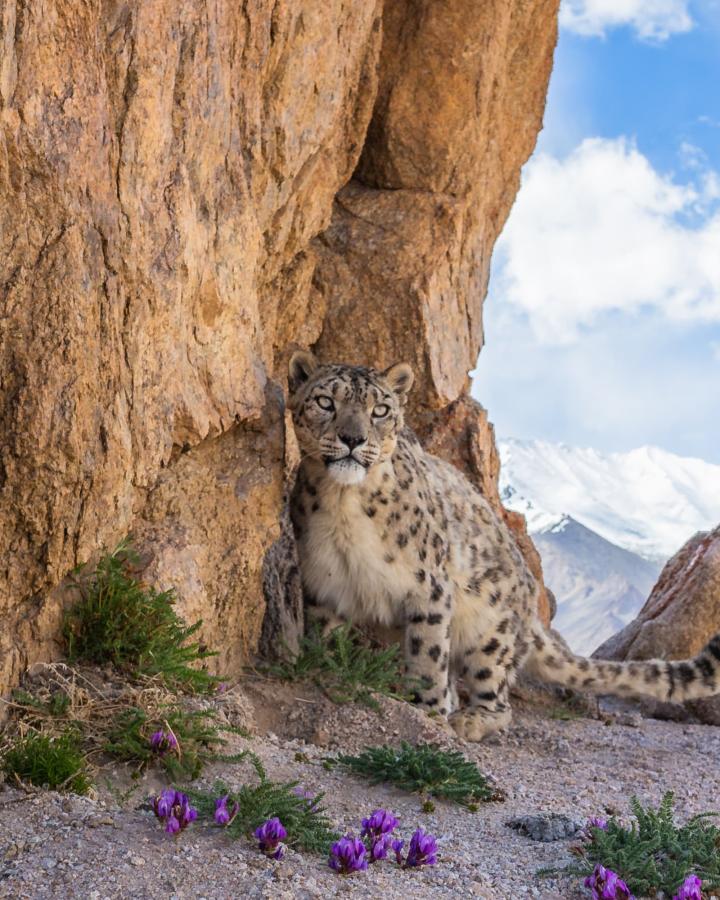 Léopard des neiges sauvage (Panthera uncia) au coeur de l'Himalaya indien