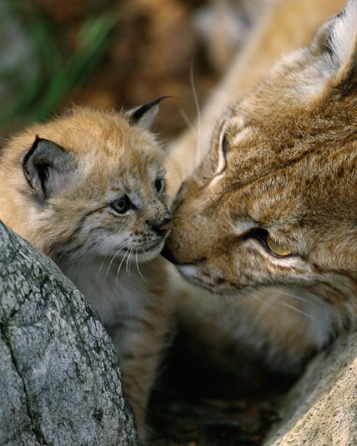 Lynx boréal (Lynx lynx), femelle lynx et son petit, Norvège