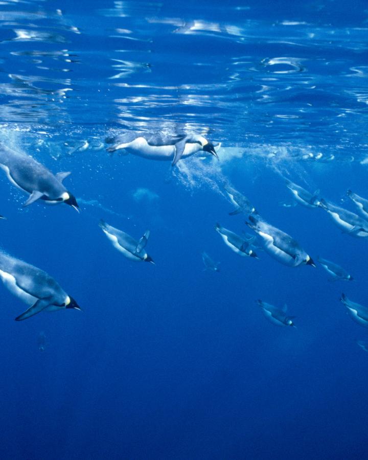 Manchots empereurs plongeant (Aptenodytes forsteri), Antarctique.
