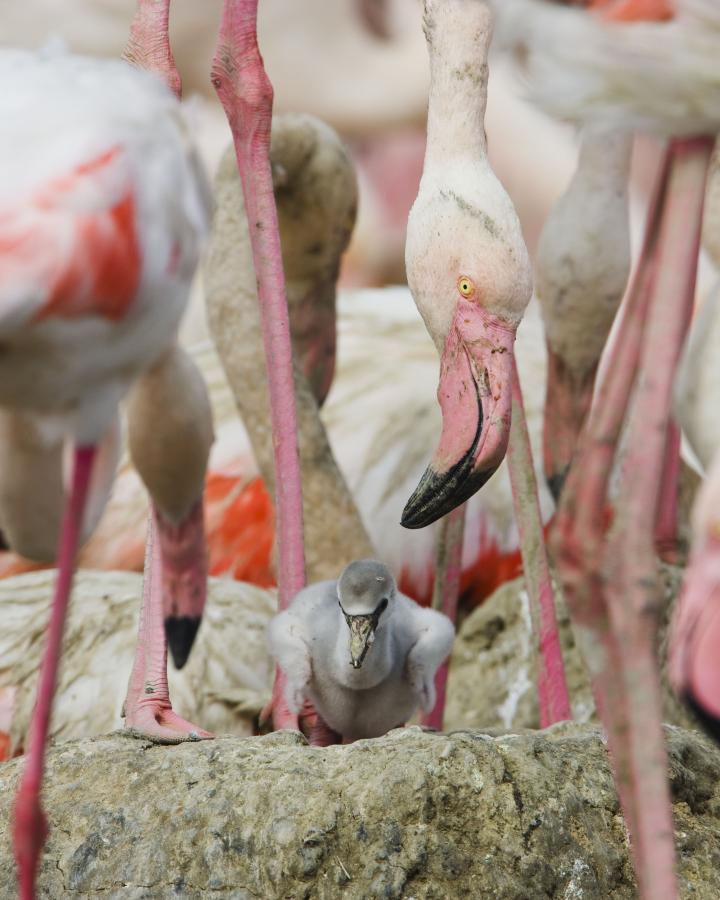 Flamant rose (Phoenicopterus roseus) et son petit, Camargue, France