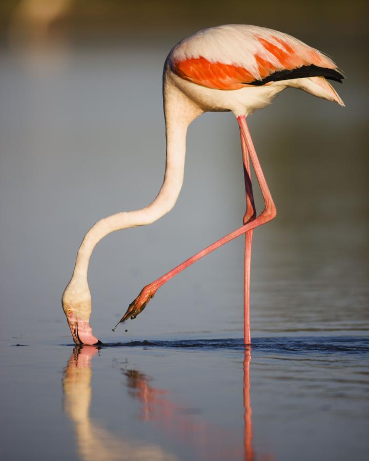 Flamant rose (Phoenicopterus ruber), Camargue, France