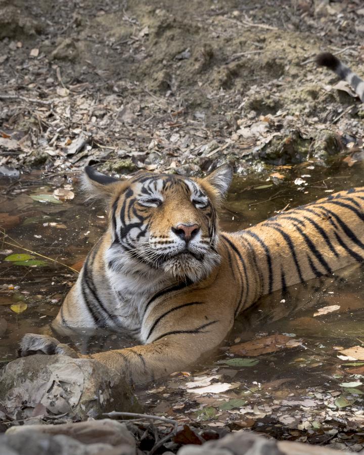 Tigre (Panthera tigris) allongé dans un point d’eau, au cœur de la réserve de Ranthambore, en Inde