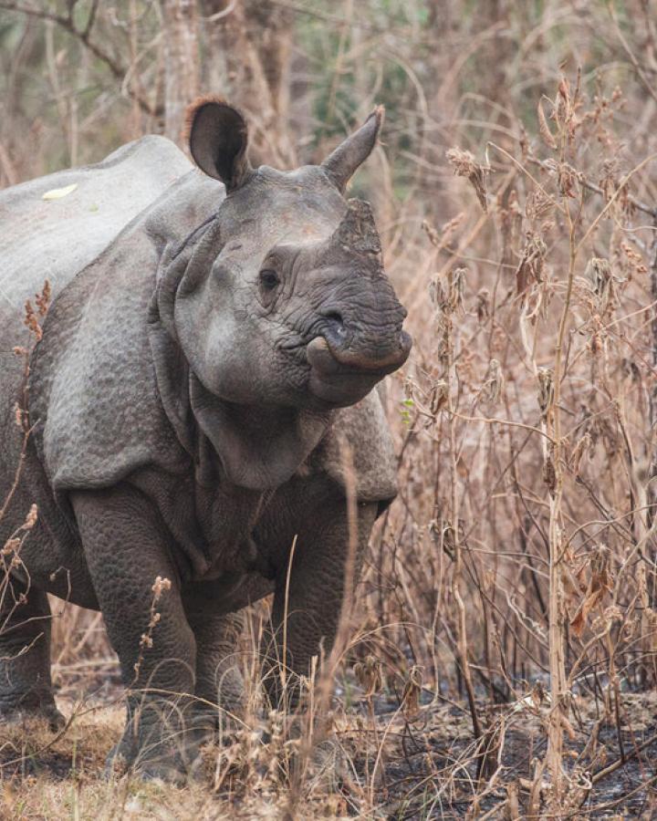 Rhinocéros indien (Rhinoceros unicornis) dans le parc national royal de Chitwan, au Népal