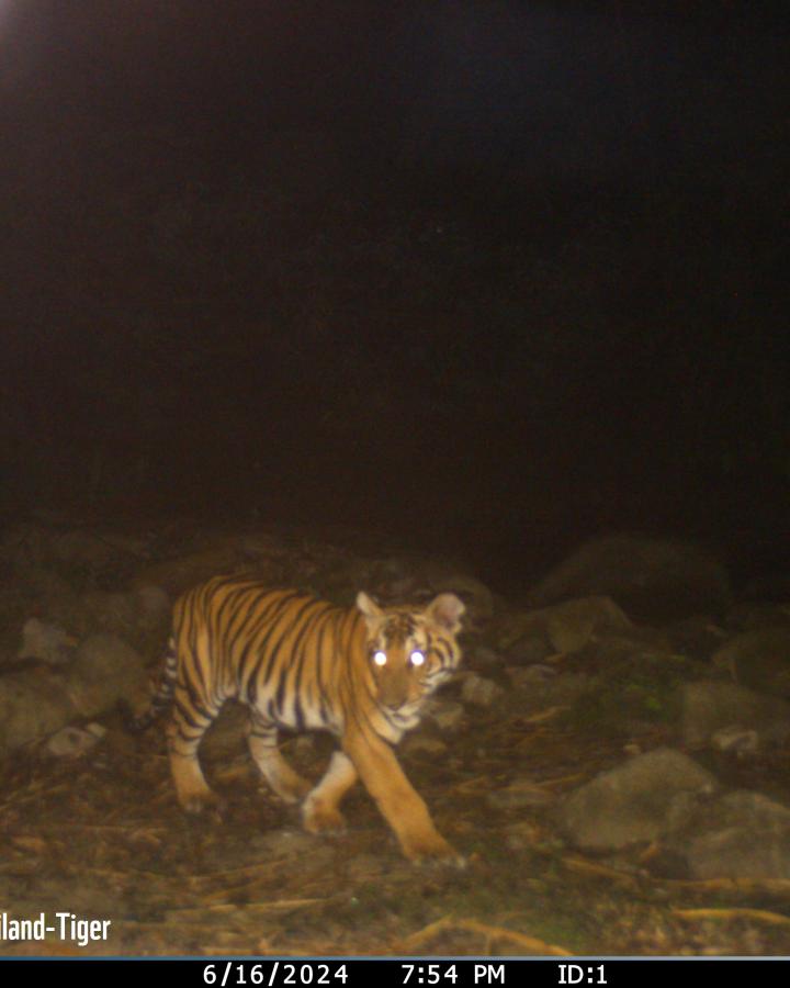 Le tigre Gamma, pris en photo à 70km de son lieu de naissance
