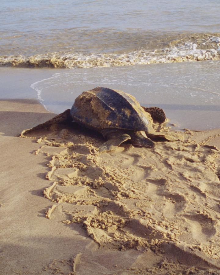 Tortue Luth qui rejoint l'océan