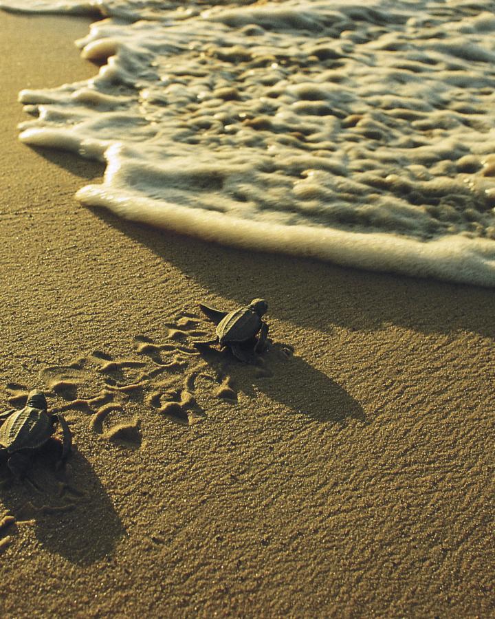 Deux jeunes tortues luth qui rejoignent la mer