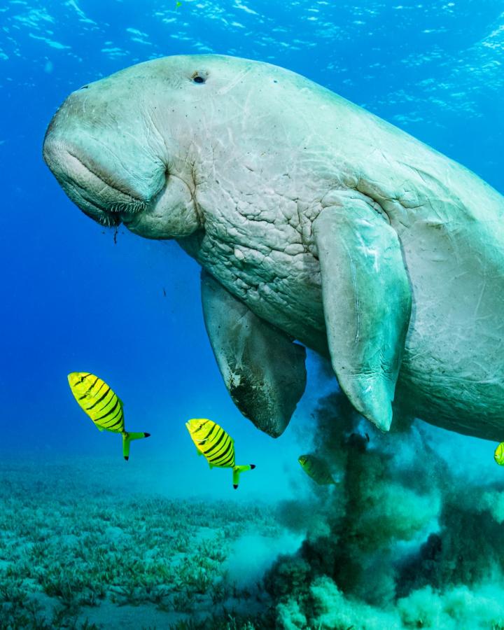Jeune dugong mâle
