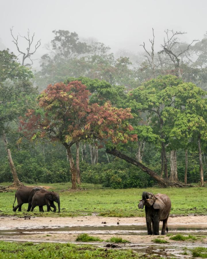 Éléphants des forêts au lever du soleil à Dzanga Bai, République Centrafricaine