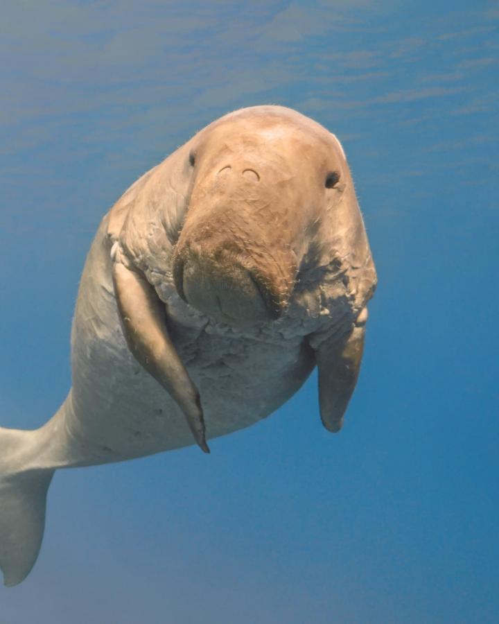 Dugong (dugong dugong) nageant dans les eaux tropicales