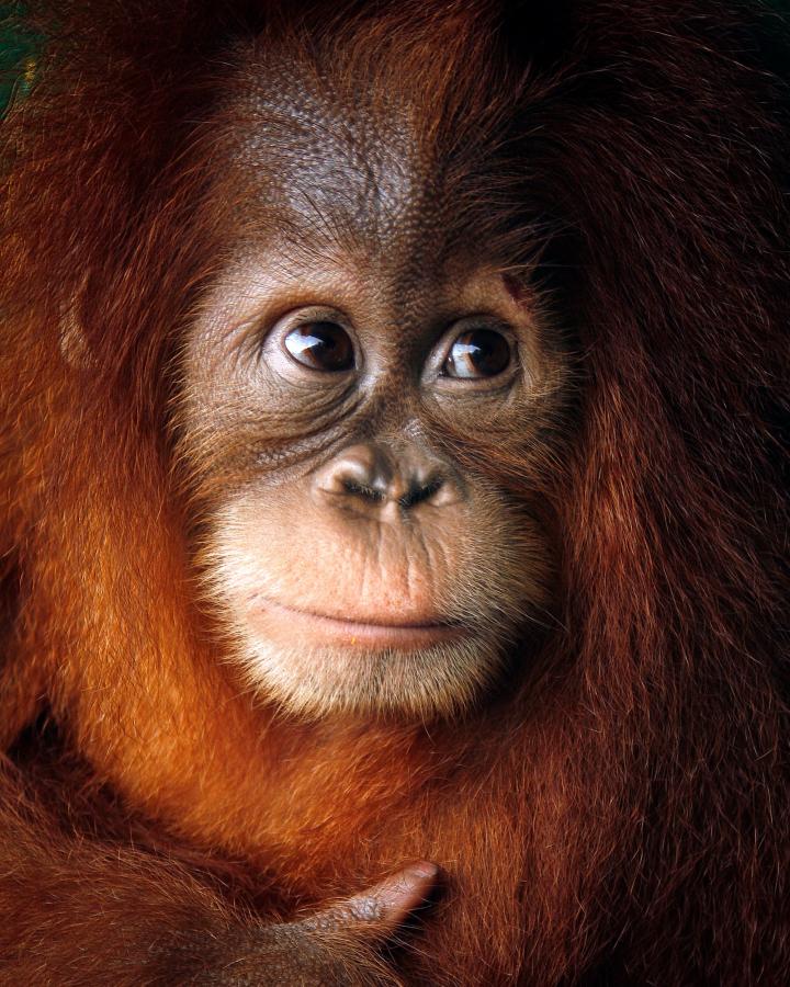 Bébé orang-outan