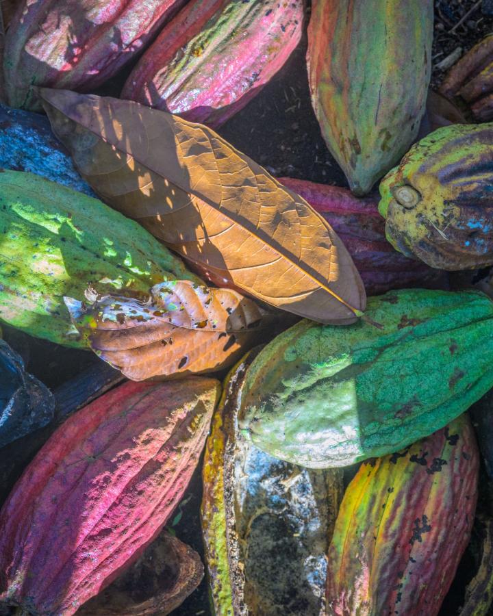 Tas de cabosses de cacao ouvertes après extraction des fèves