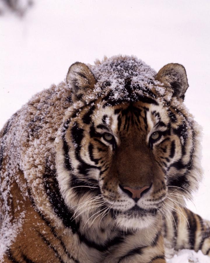 Tigre de l’Amour (Panthera tigris altaica) allongé dans la neige