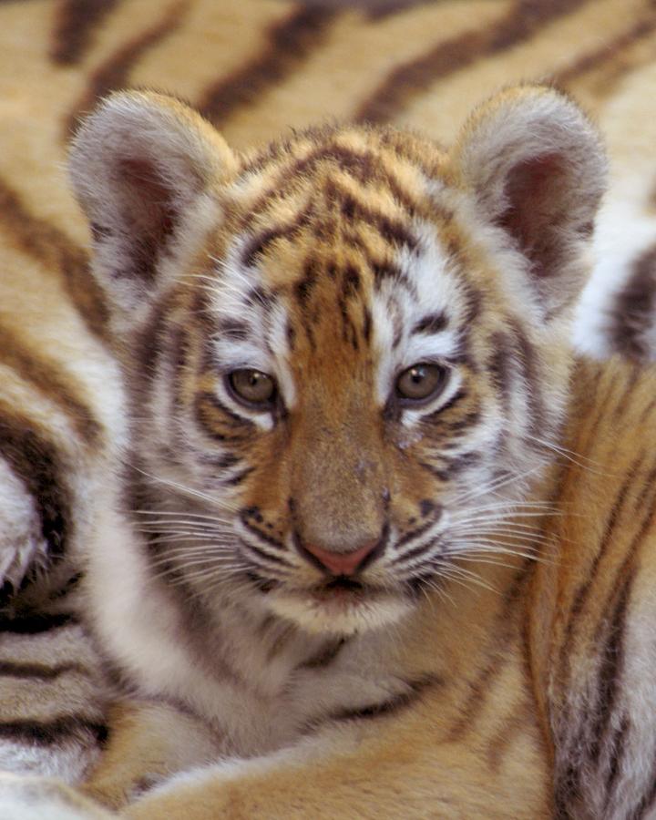 Jeune petit tigre de Sibérie (Panthera tigris altaica)