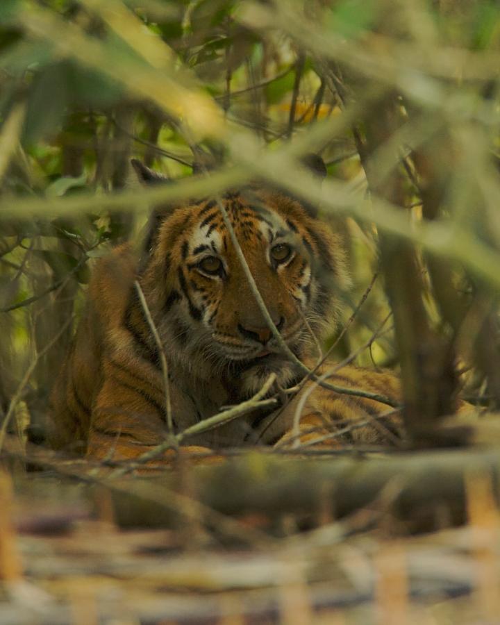 Une tigresse du Bengale (Panthera tigris tigris) se reposant dans le sous-bois d'une mangrove du sud-est des Sundarbans, Inde